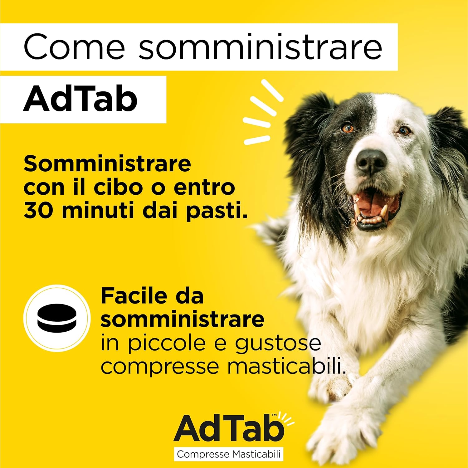 AdTab Kautabletten für Hunde - 3 Tabletten - Foto 3